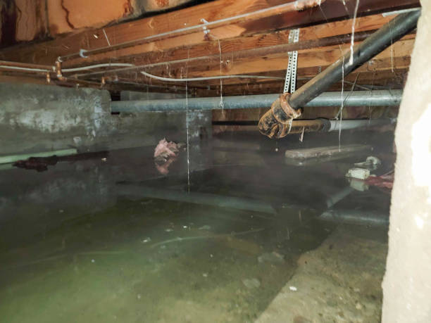Best Professional water damage repair  in Bethel, WA